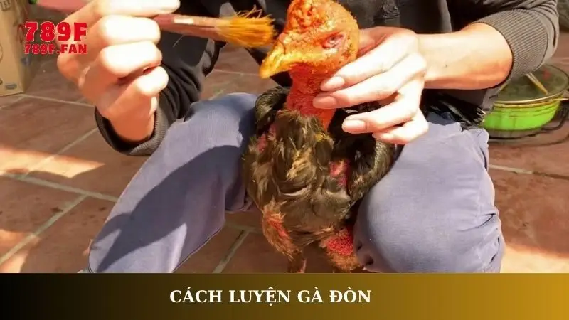 Cách luyện gà đòn