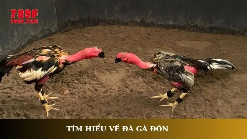 Tìm hiểu về đá gà đòn